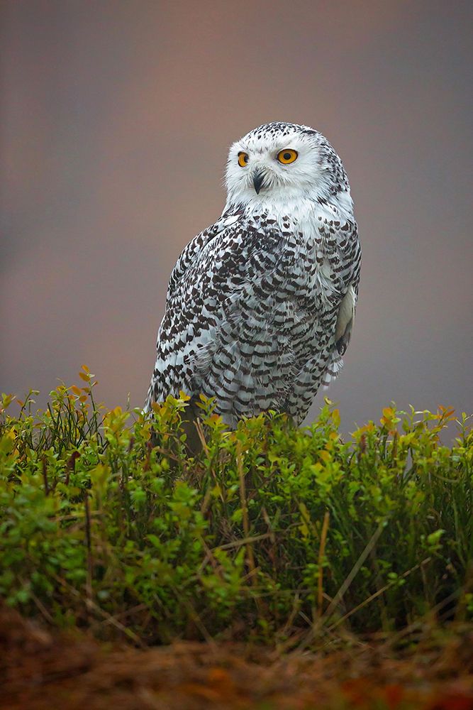 Snowy Owl art print by Milan Zygmunt for $57.95 CAD