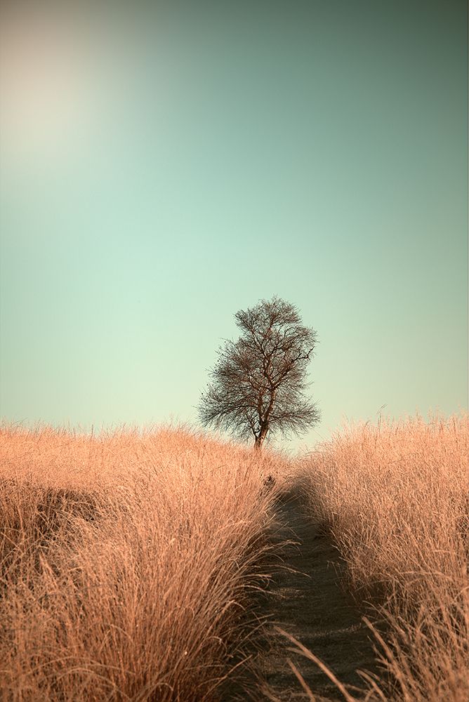 Grass And Path art print by Jaap van den for $57.95 CAD