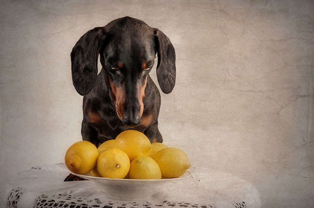 When Life Gives You Lemons... art print by Heike Willers for $57.95 CAD