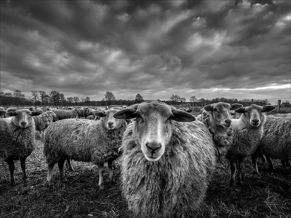 Only Sheep art print by Chris Coenders for $57.95 CAD