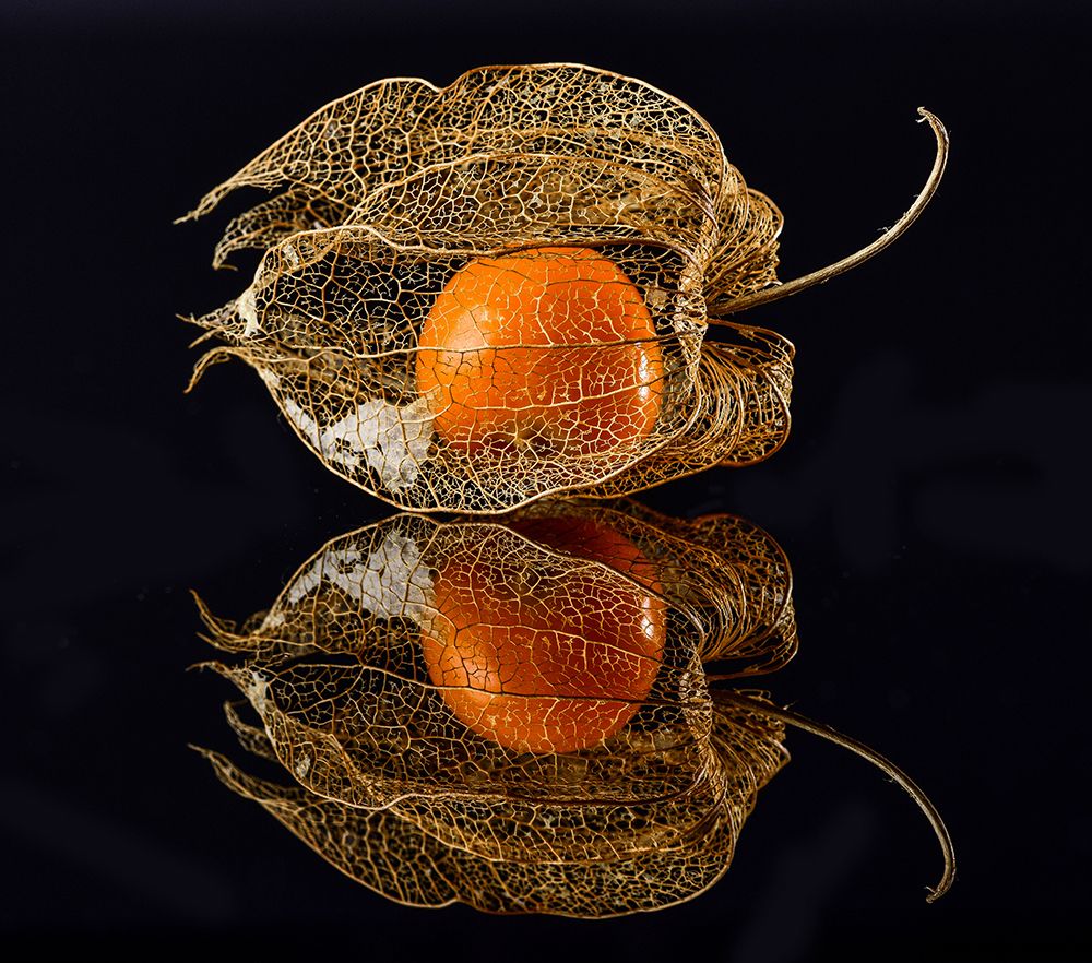 Physalis art print by Klaus Grosshanten for $57.95 CAD