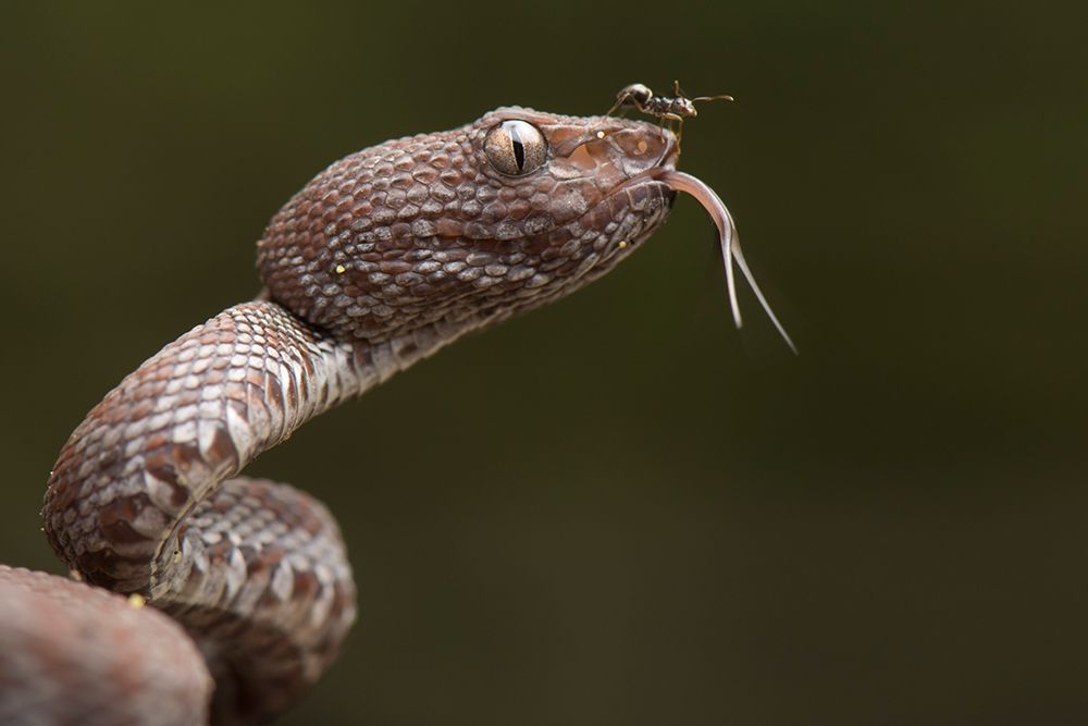 Trimeresurus purpureomaculatus and Formicidae (ant) art print by Thor Hakonsen for $57.95 CAD