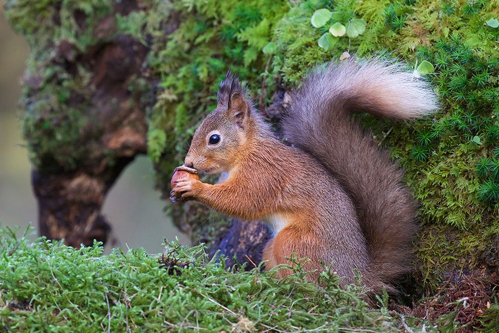 Red Squirrel art print by Ray Cooper for $57.95 CAD