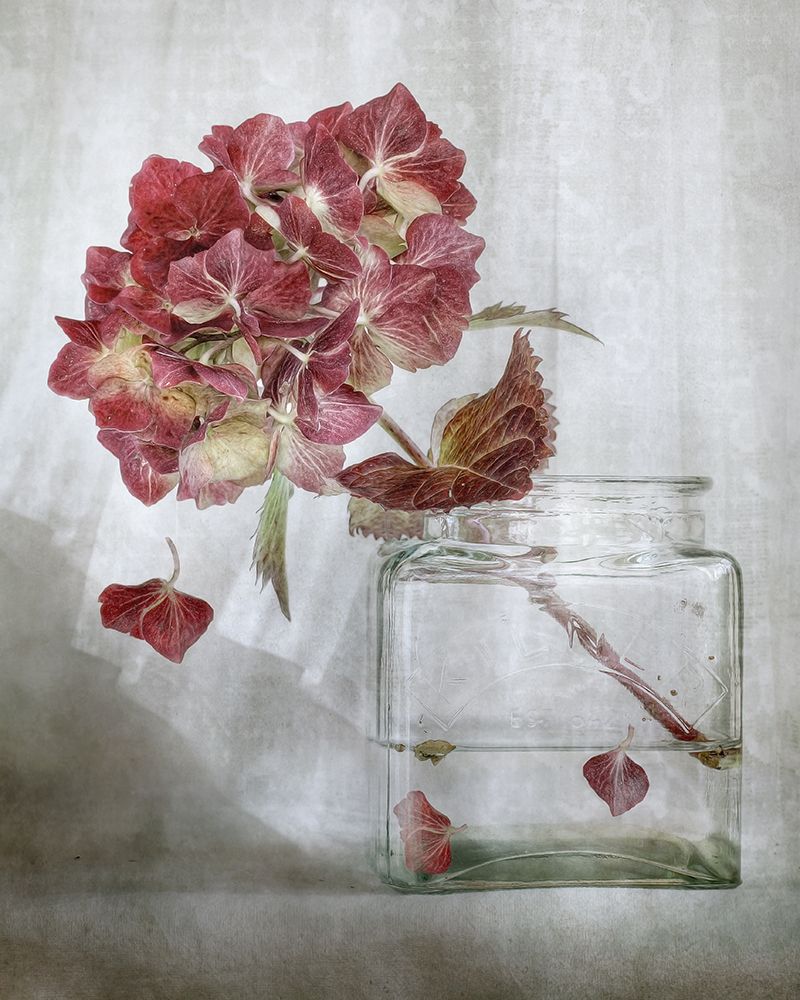 Hydrangea art print by Mandy Disher for $57.95 CAD
