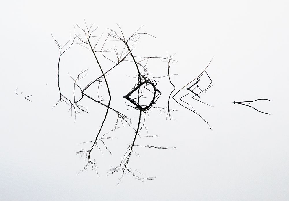 Quivering art print by Bernie Delaney for $57.95 CAD