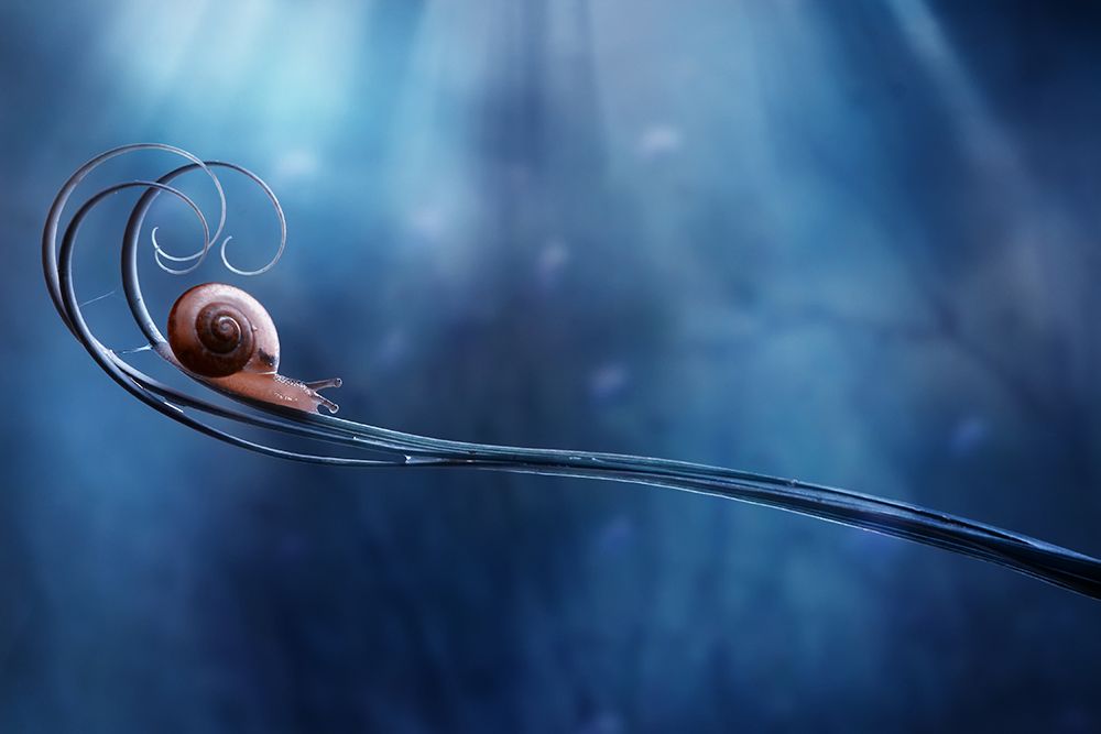 Beautifull Snail art print by Dede Almustaqim for $57.95 CAD
