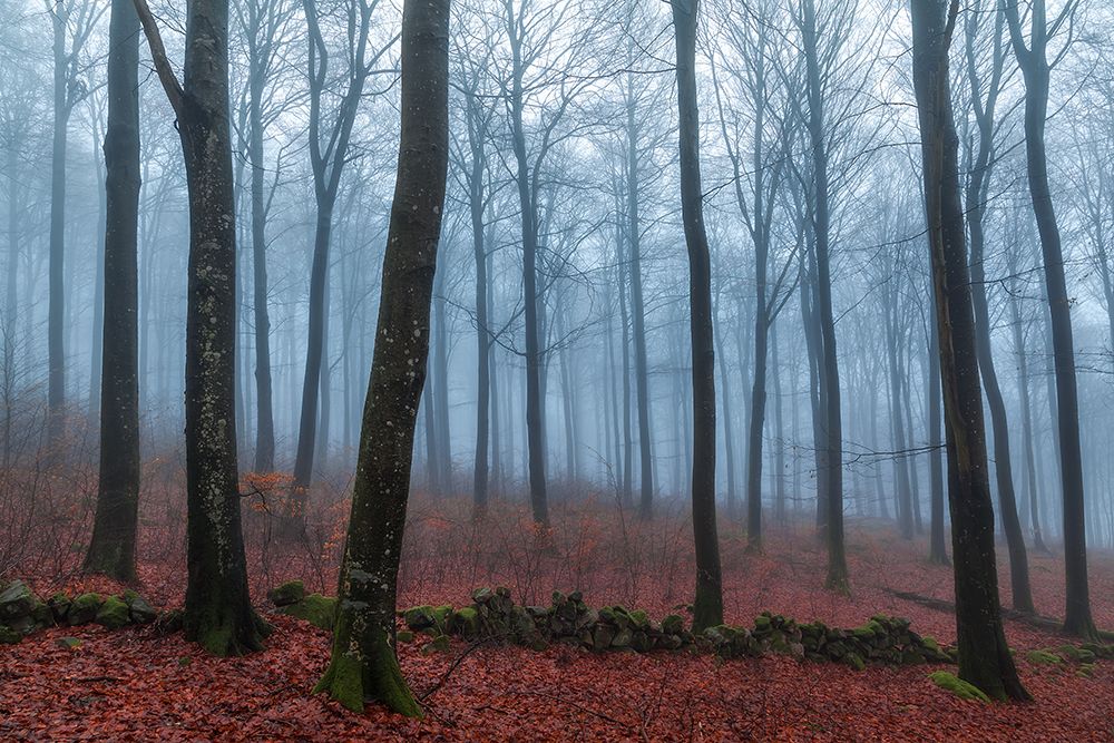 Misty Woods art print by Gustav Davidsson for $57.95 CAD