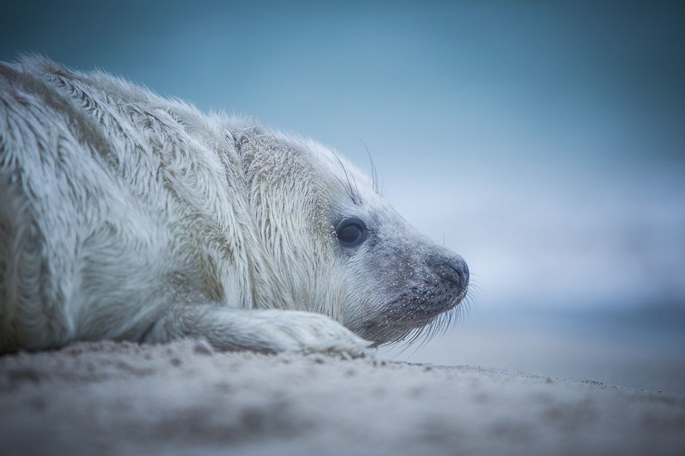 Baby Seal art print by Lucie Pesakova for $57.95 CAD