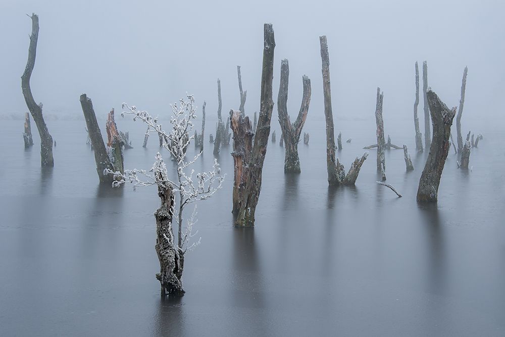 Frozen and foggy world ........ art print by Piet Haaksma for $57.95 CAD