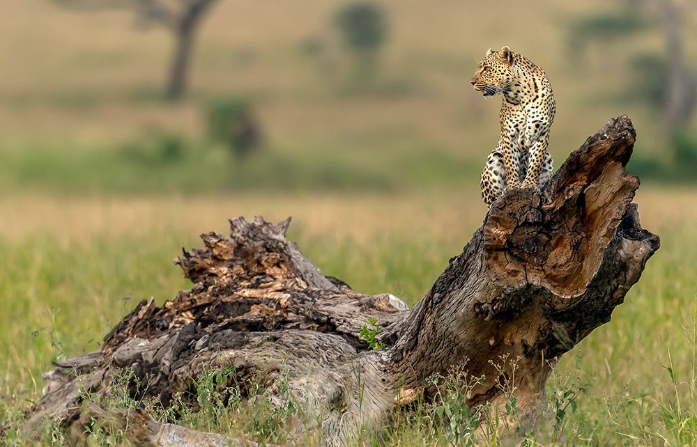 Leopard - Serengeti art print by Giuseppe DAmico for $57.95 CAD