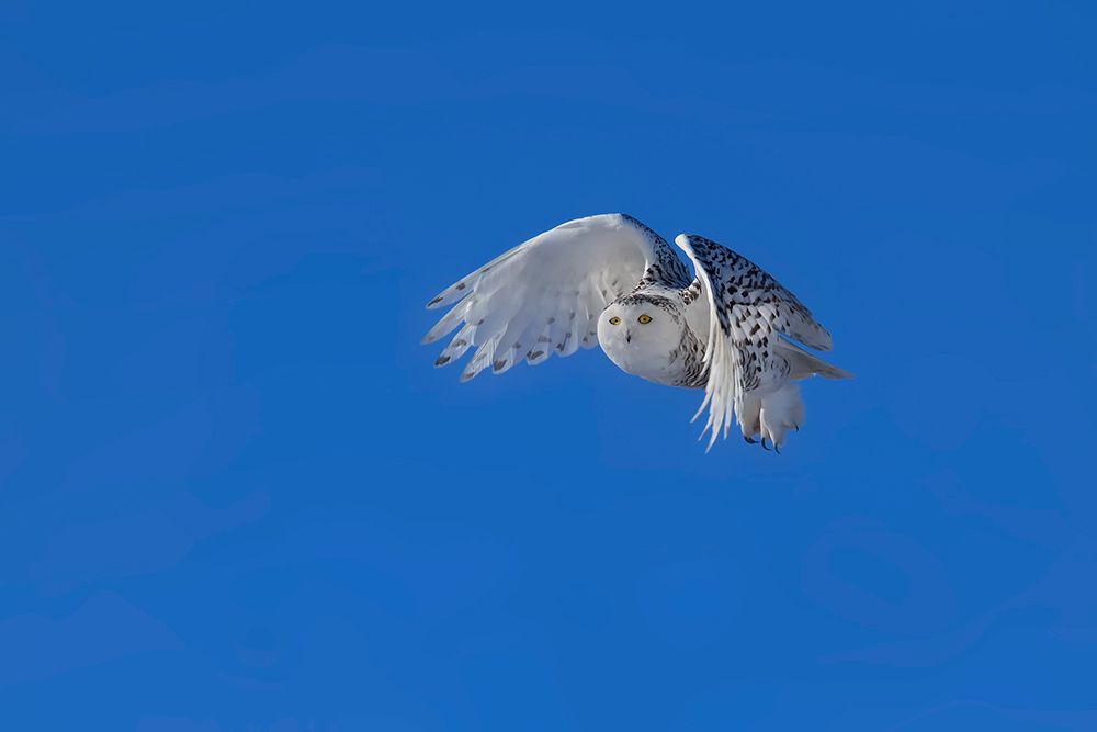 Snowy Owl art print by Phillip Chang for $57.95 CAD