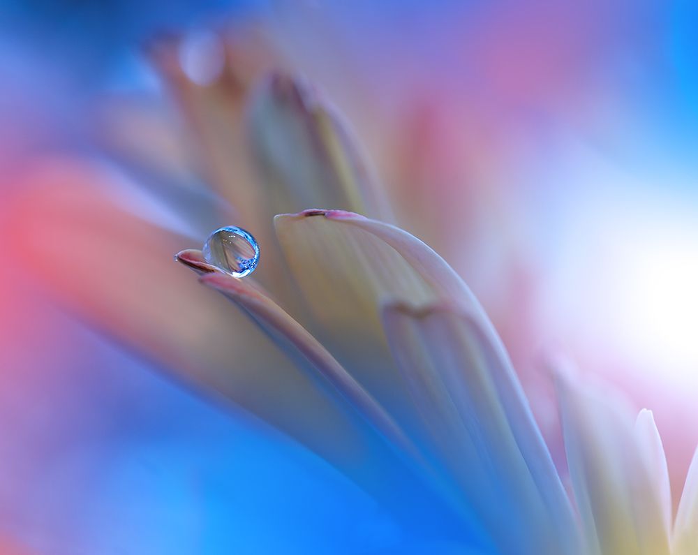 Touch Me Softly... art print by Juliana Nan for $57.95 CAD