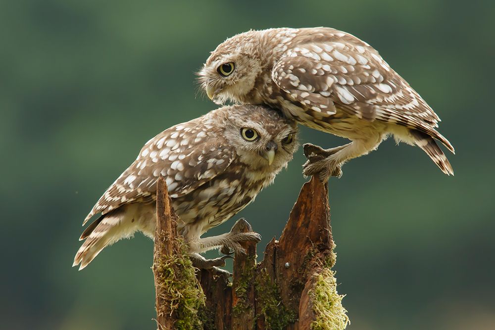 Comforting Little Owls art print by Prashant Meswani for $57.95 CAD