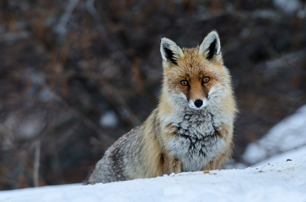 Fox in winter art print by Jorge Jauregui for $57.95 CAD