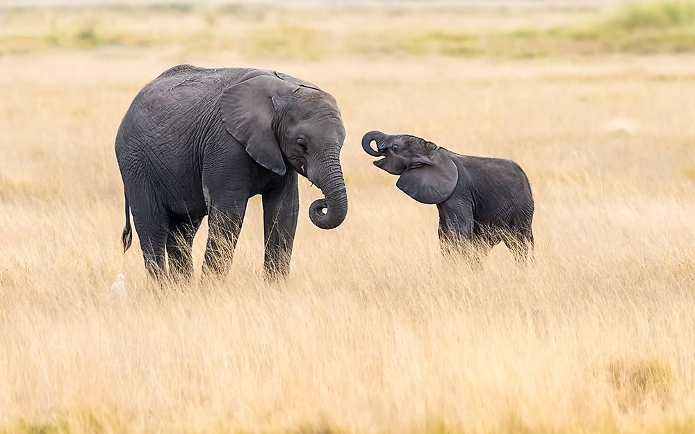 Mother and baby elephants art print by Hua Zhu for $57.95 CAD