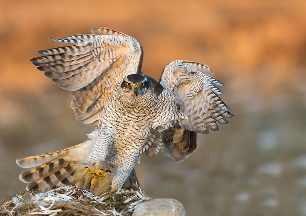 Goshawk art print by Svein Ove Linde for $57.95 CAD