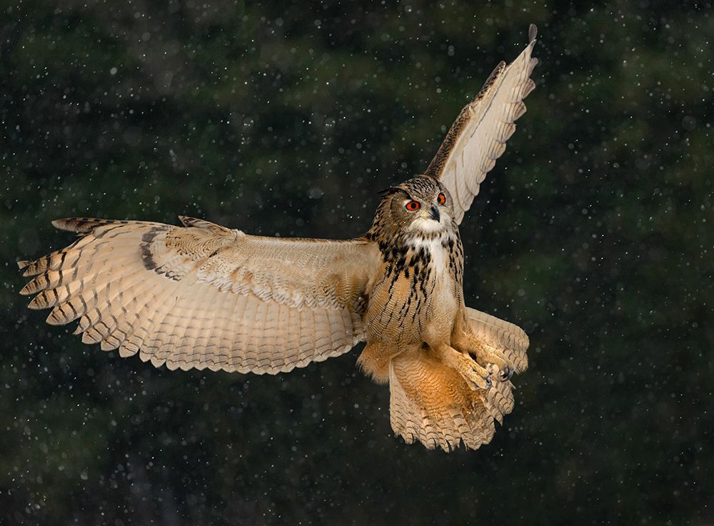 Eurasian Eagle Owl art print by Susan Breau for $57.95 CAD