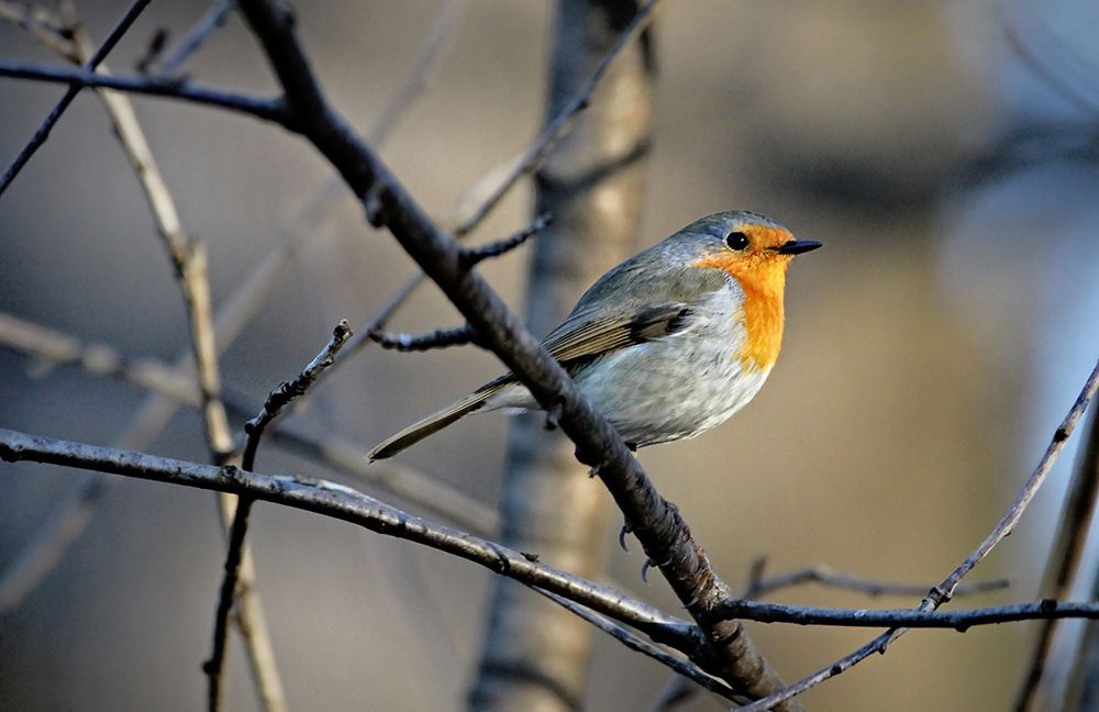 Little Red Robin art print by Bojan Bencic for $57.95 CAD