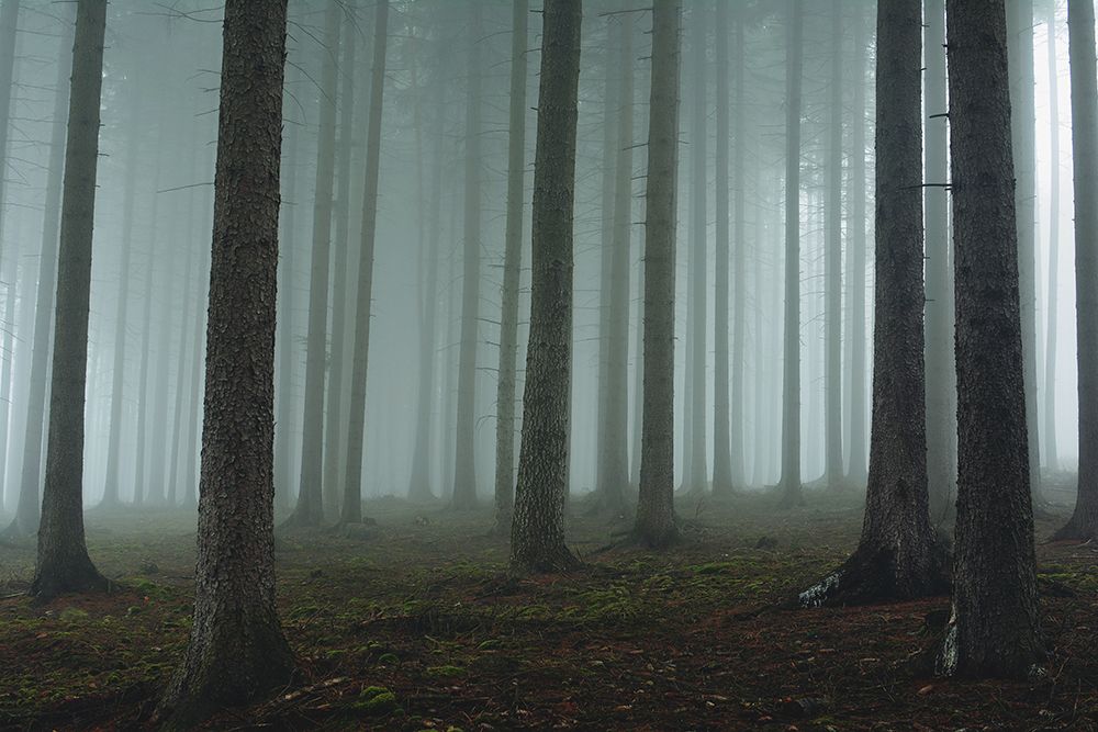 Foggy forest art print by David Charouz for $57.95 CAD