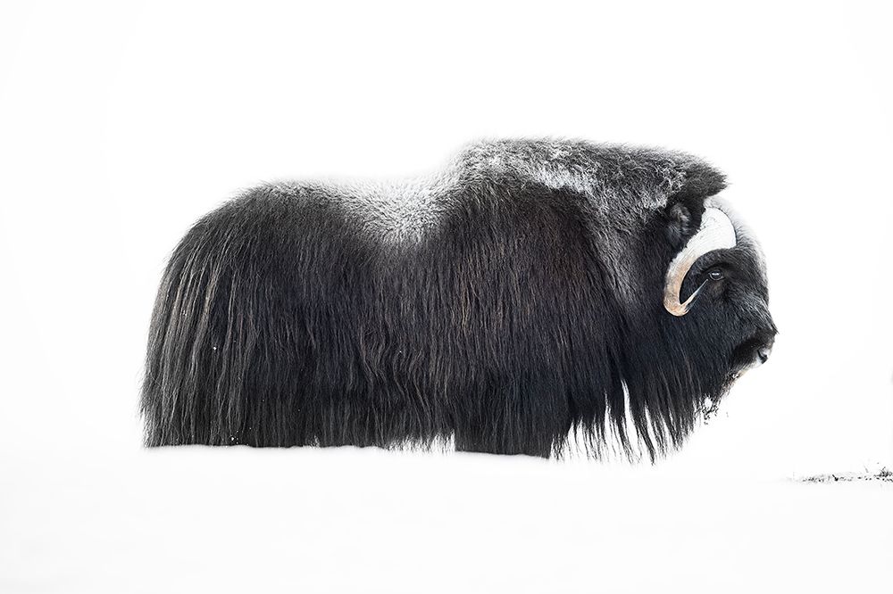 Muskox art print by Roberto Marchegiani for $57.95 CAD