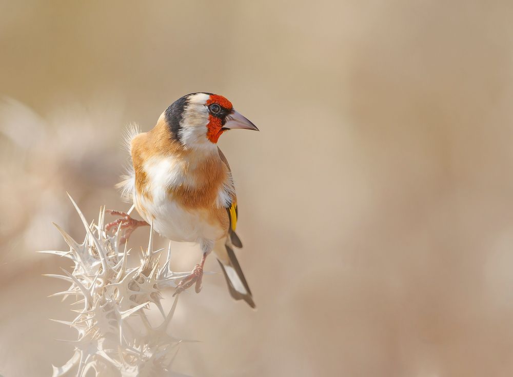 Goldfinch - Profile art print by Shlomo Waldmann for $57.95 CAD