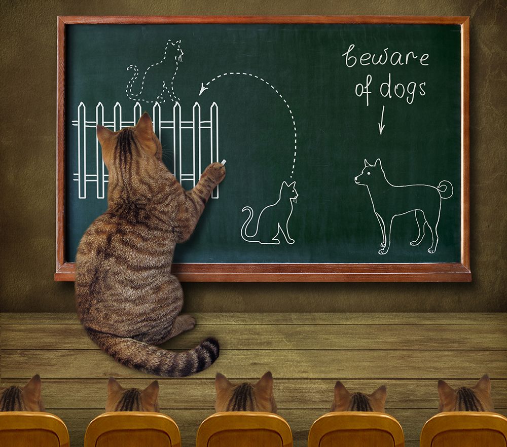 Cat Teacher And His Pupils art print by Iryna Kuznetsova for $57.95 CAD
