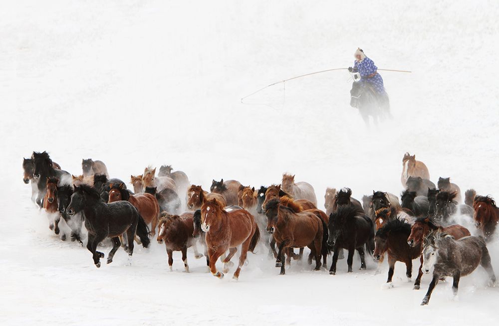 Horse Run In The Snow art print by Adam Wong for $57.95 CAD