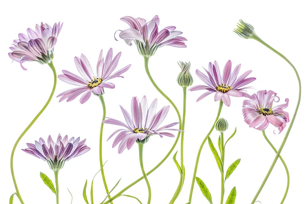 Cape Daisies art print by Mandy Disher for $57.95 CAD