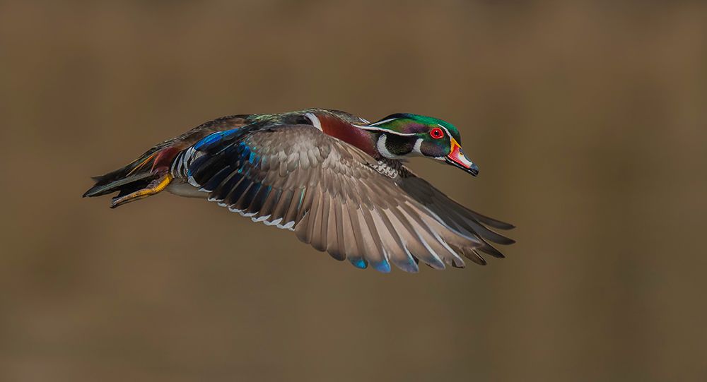 Wood Duck-Male In-Flight art print by Salman A for $57.95 CAD