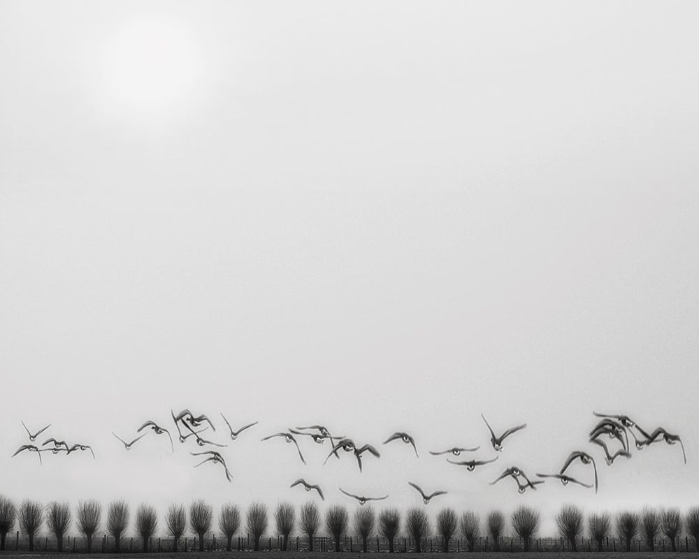 Seagulls over the fields art print by Yvette Depaepe for $57.95 CAD