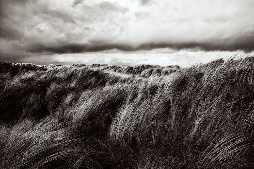 Dunes Of Grass art print by Paul for $57.95 CAD
