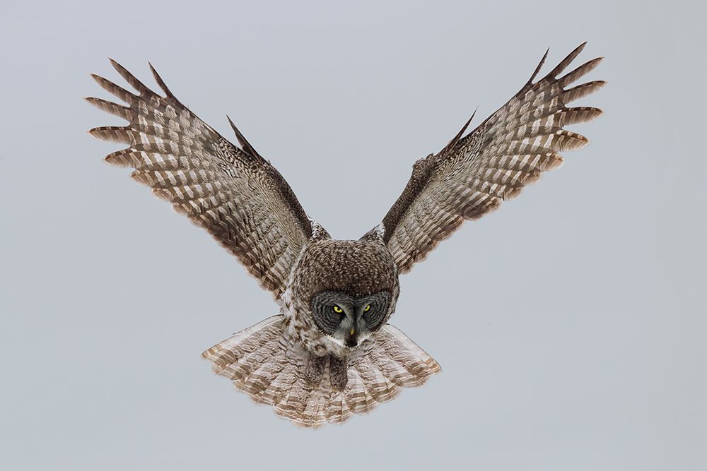 Great grey owl art print by Sufang Wang for $57.95 CAD