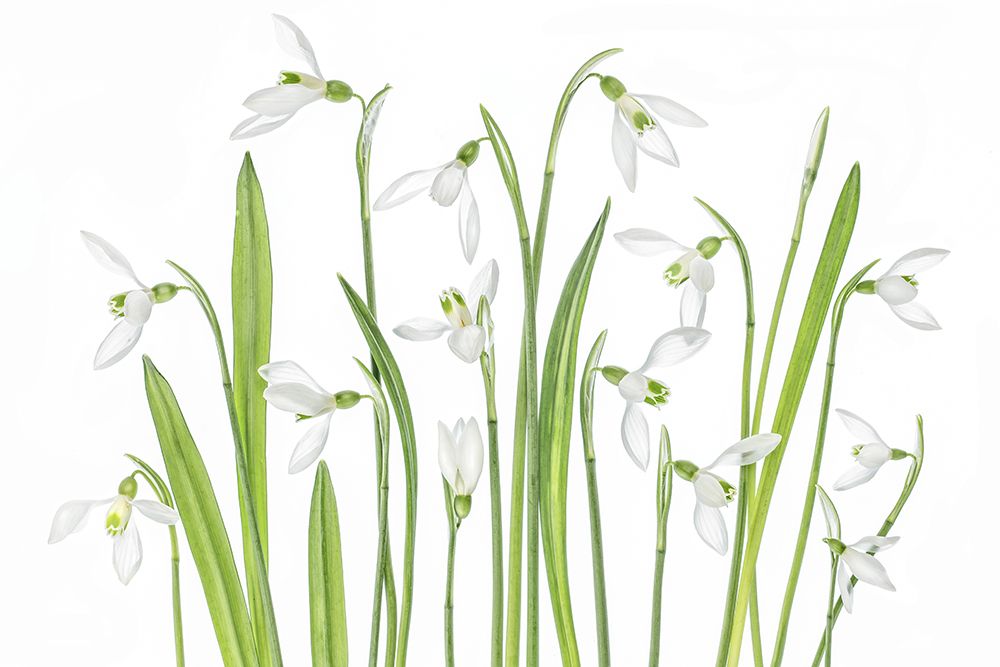 First Snowdrops art print by Mandy Disher for $57.95 CAD