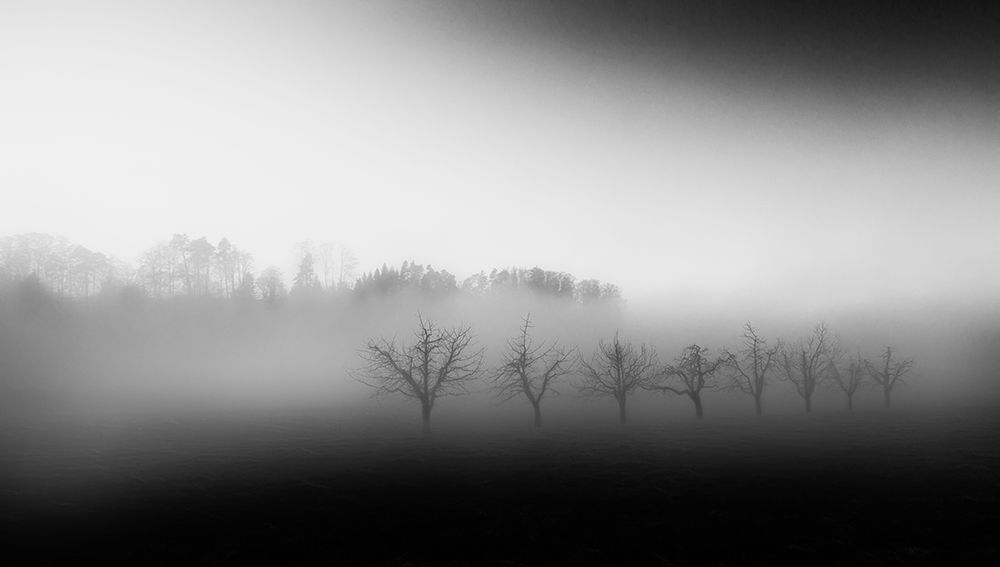 Eight trees in the mist art print by Nic Keller for $57.95 CAD