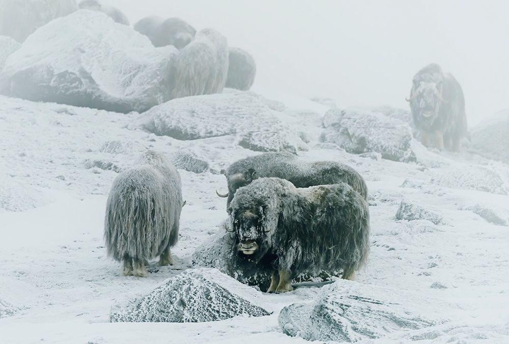 Musk Ox-Between The Fog And Frost art print by Giuseppe Damico for $57.95 CAD