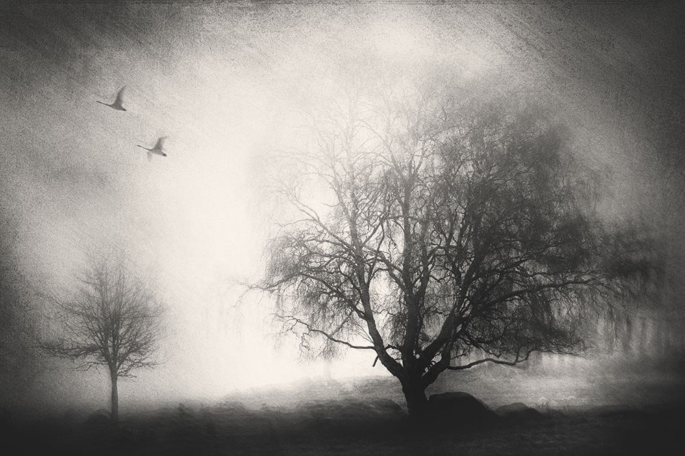 Morning Mood art print by Gustav Davidsson for $57.95 CAD