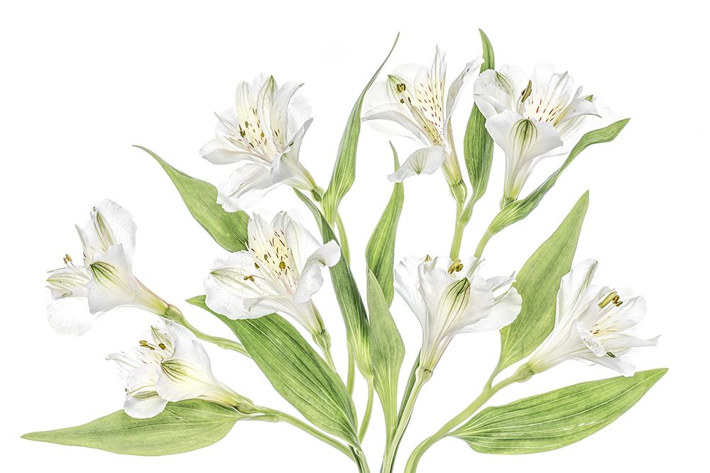 Alstroemeria art print by Mandy Disher for $57.95 CAD