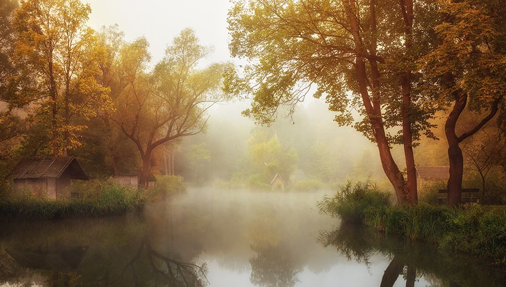 Foggy Autumn art print by Leicher Oliver for $57.95 CAD