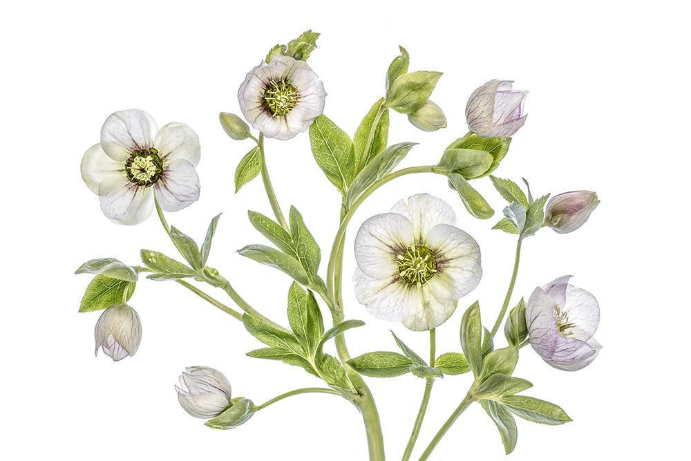 Hellebore art print by Mandy Disher for $57.95 CAD