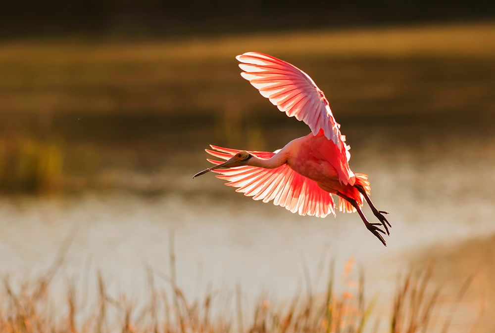 Roseate Spoonbill art print by Aijing H. for $57.95 CAD