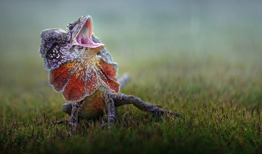 Frilled Dragon art print by Fahmi Bhs for $57.95 CAD