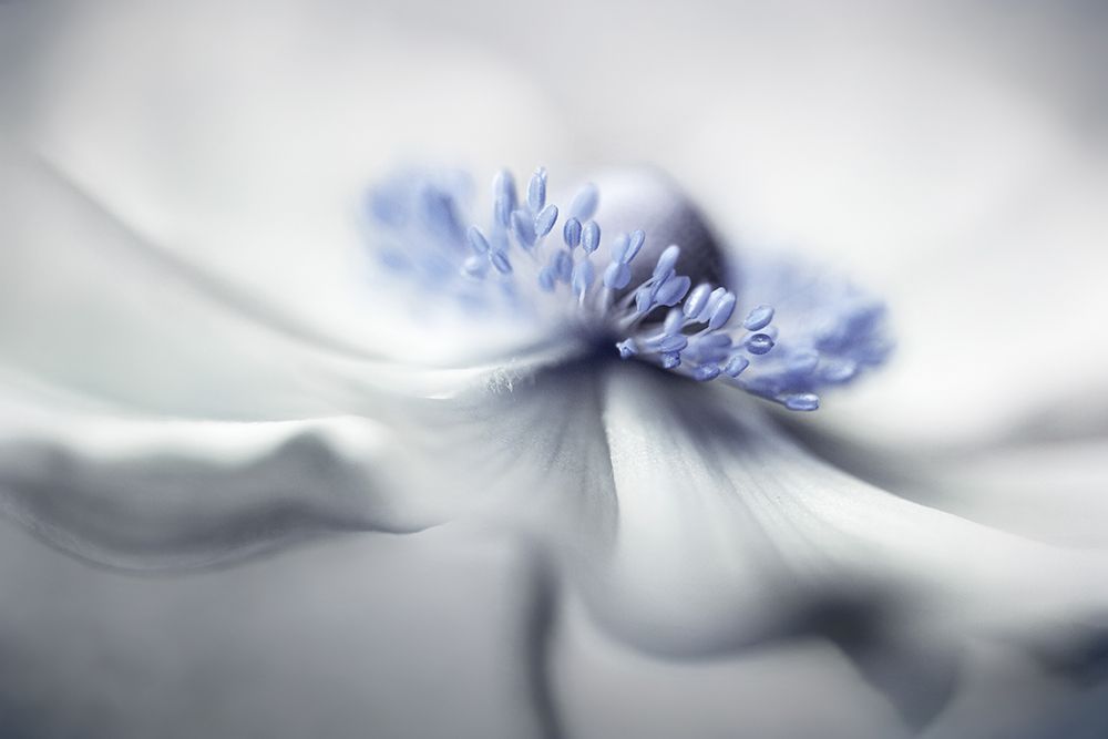 Anemone Spirit art print by Mandy Disher for $57.95 CAD