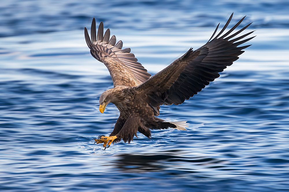 White-tailed Eagle art print by Raymond Ren Rong for $57.95 CAD