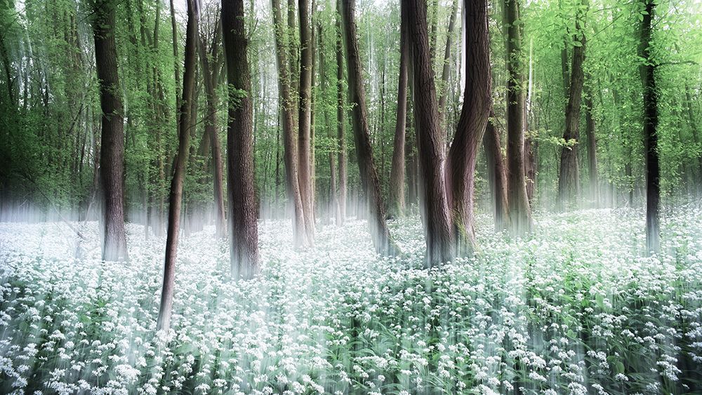 Wild Garlic art print by Burger Jochen for $57.95 CAD
