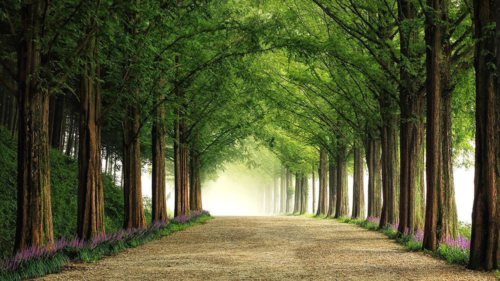 Metasequoia Road art print by Tiger Seo for $57.95 CAD