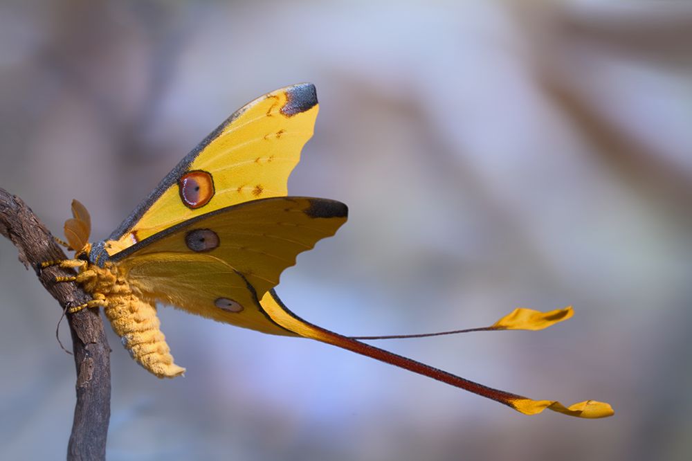 Comet Moth art print by Jimmy Hoffman for $57.95 CAD