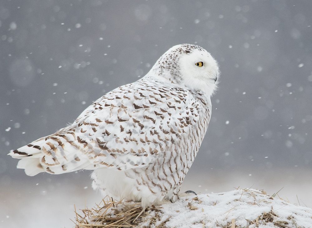 A Side Portrait of Snowy Owl art print by Ming H. Yao for $57.95 CAD