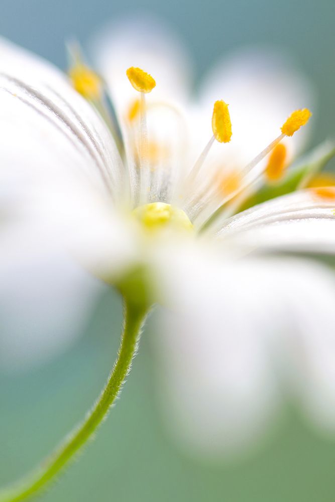 Stitchwort Surprise art print by Mandy Disher for $57.95 CAD
