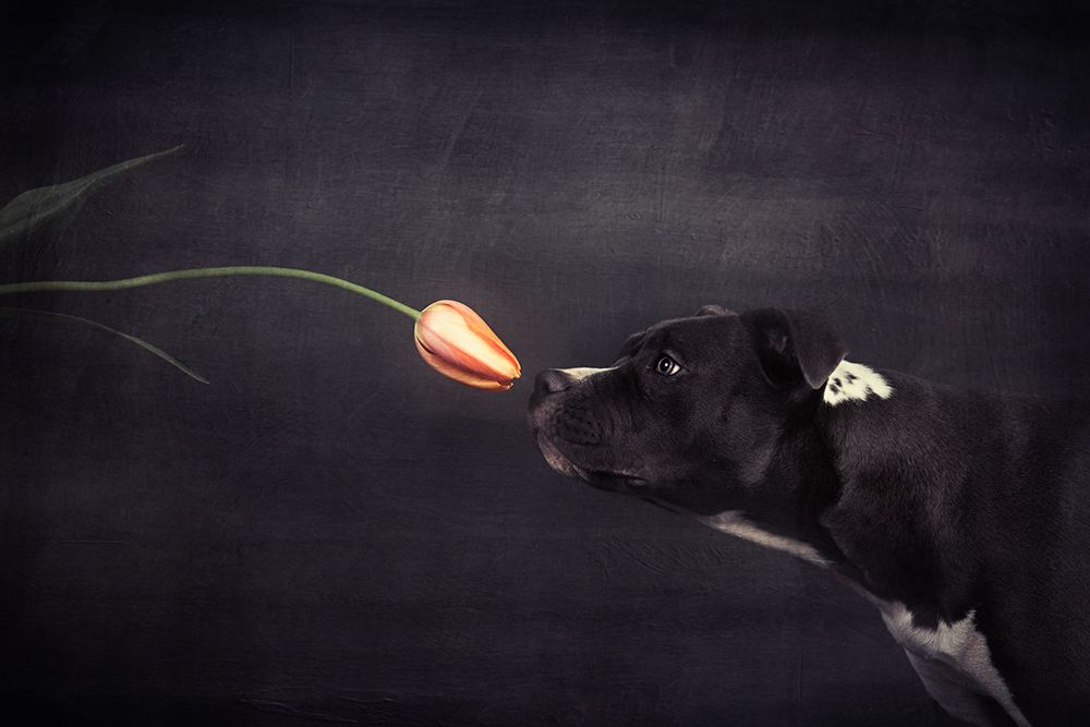 First Approach - Hildegard And The Tulip art print by Heike Willers for $57.95 CAD