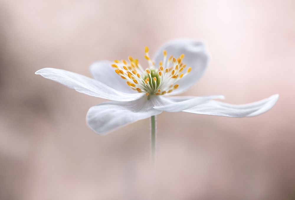 Anemone Nemorosa art print by Mandy Disher for $57.95 CAD